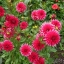 Beautiful, Edible Landscapes and Gardens
